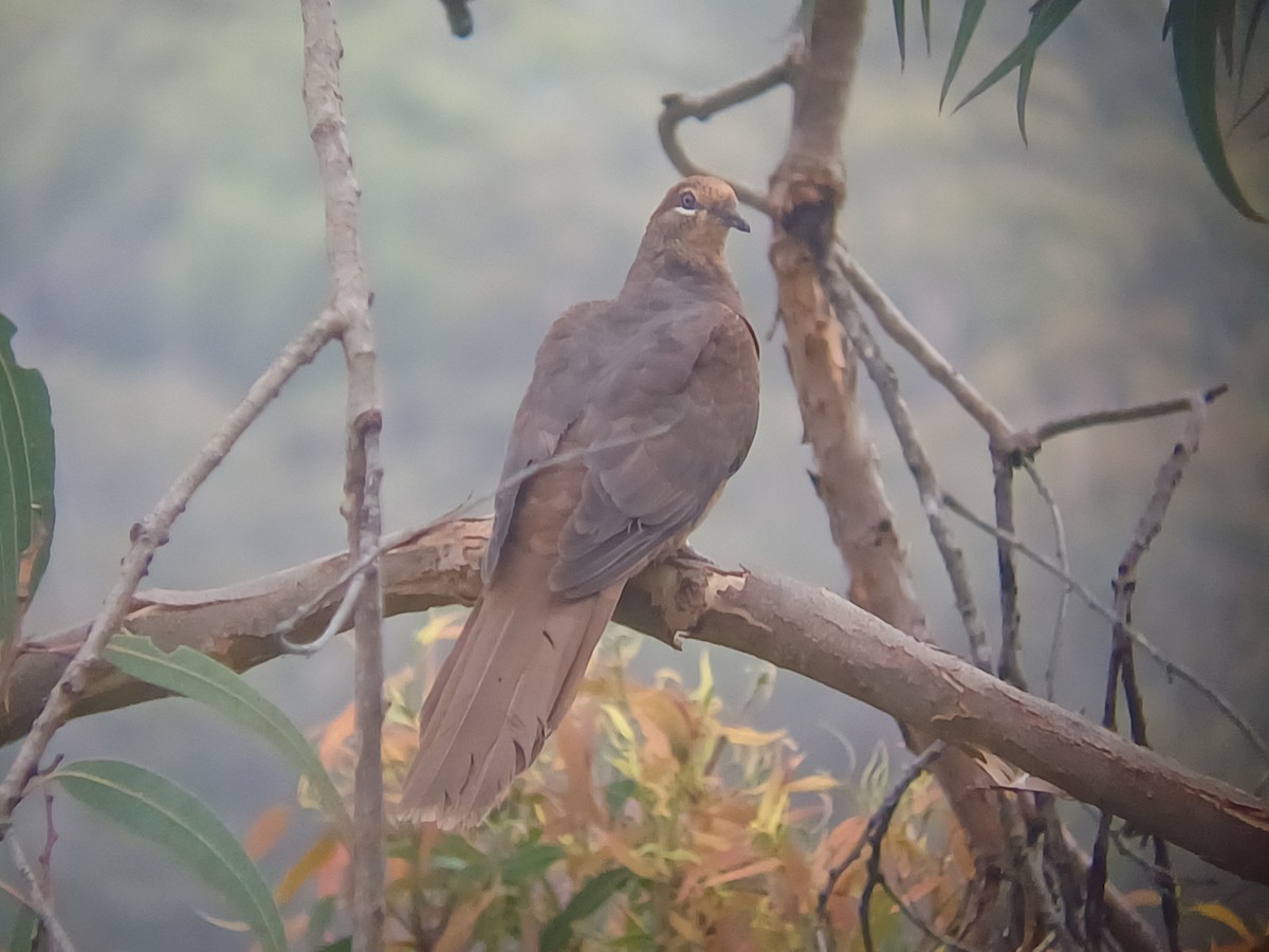 Phasianelle brune - ML646631216