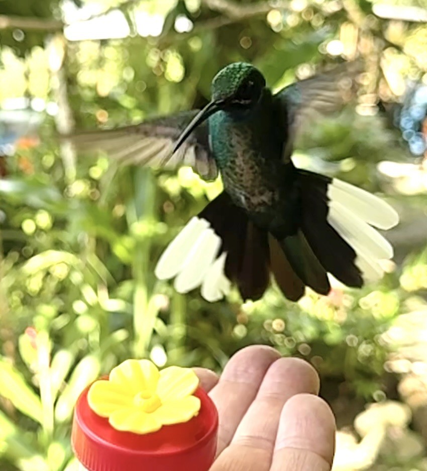 White-tailed Sabrewing - ML646631217