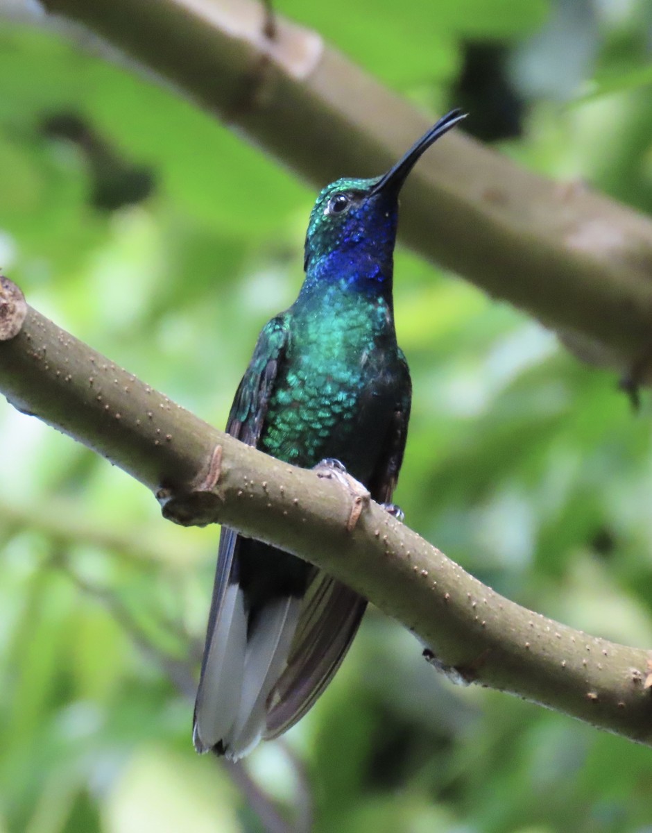 White-tailed Sabrewing - ML646631218