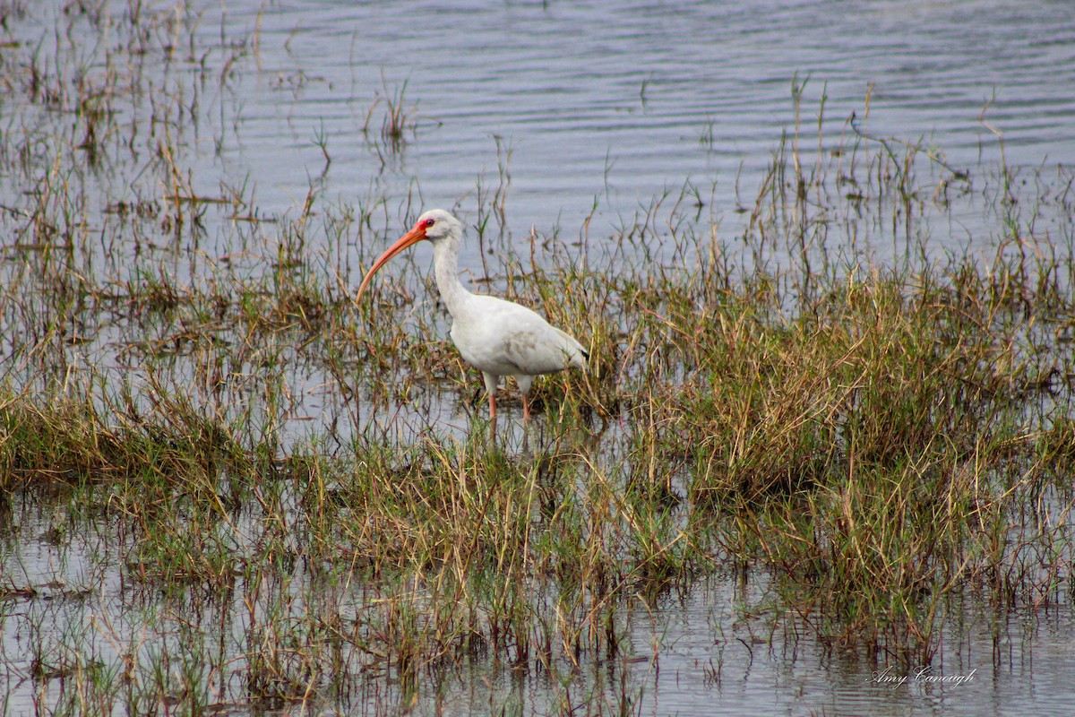 White Ibis - ML646631220
