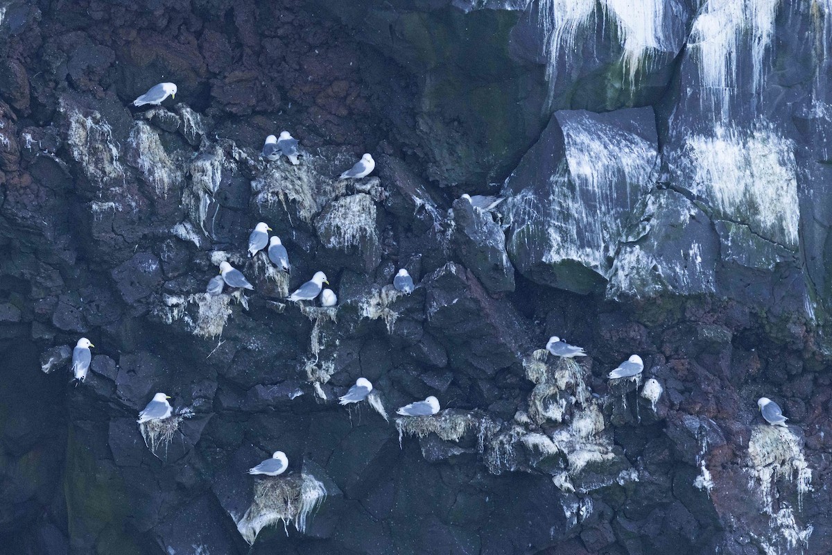 Black-legged Kittiwake - ML646631221