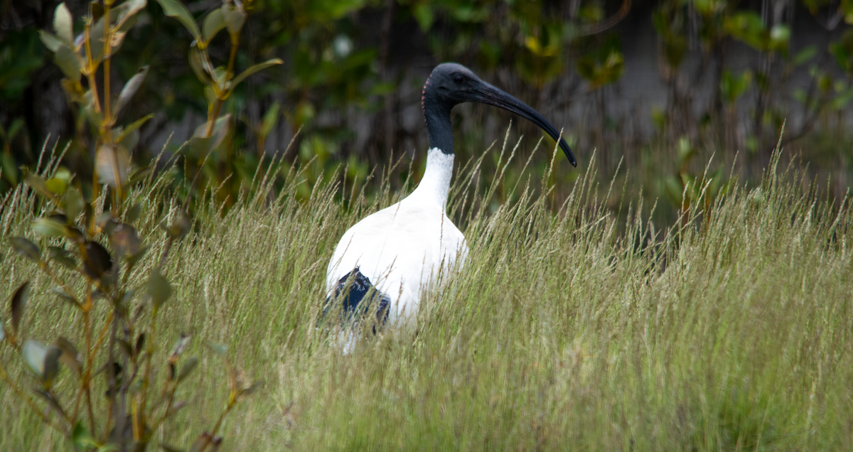 Australian Ibis - ML646631222