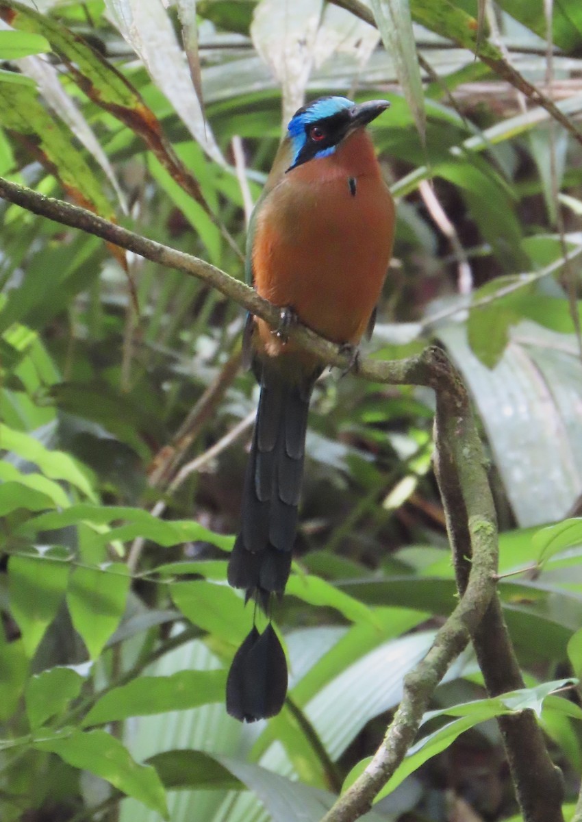Trinidad Motmot - ML646631224