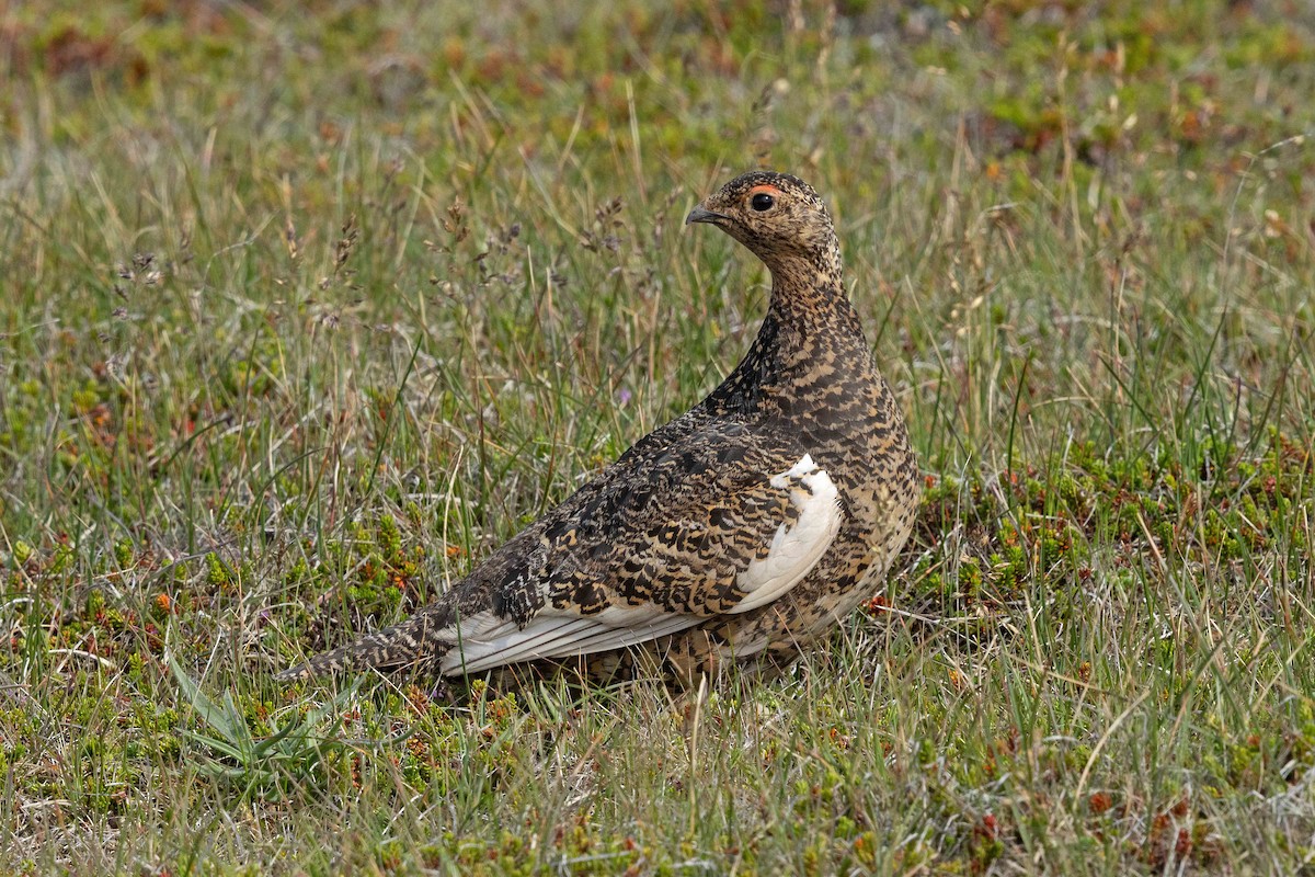 Rock Ptarmigan - ML646631225