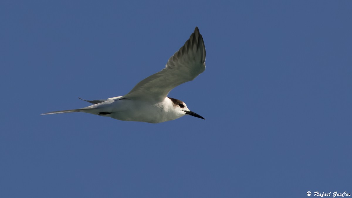 Common Tern - ML646631228