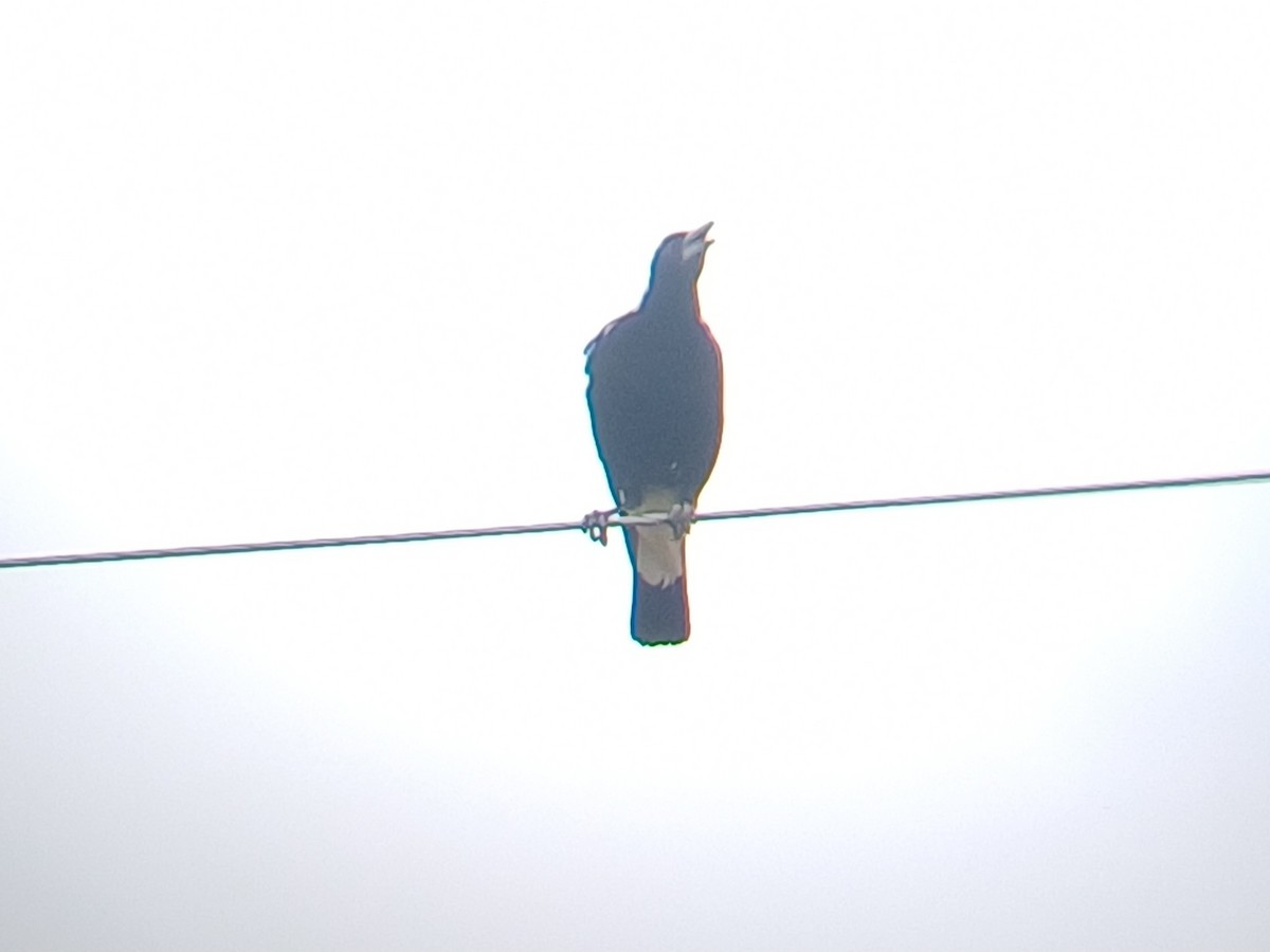 Australian Magpie - ML646631229