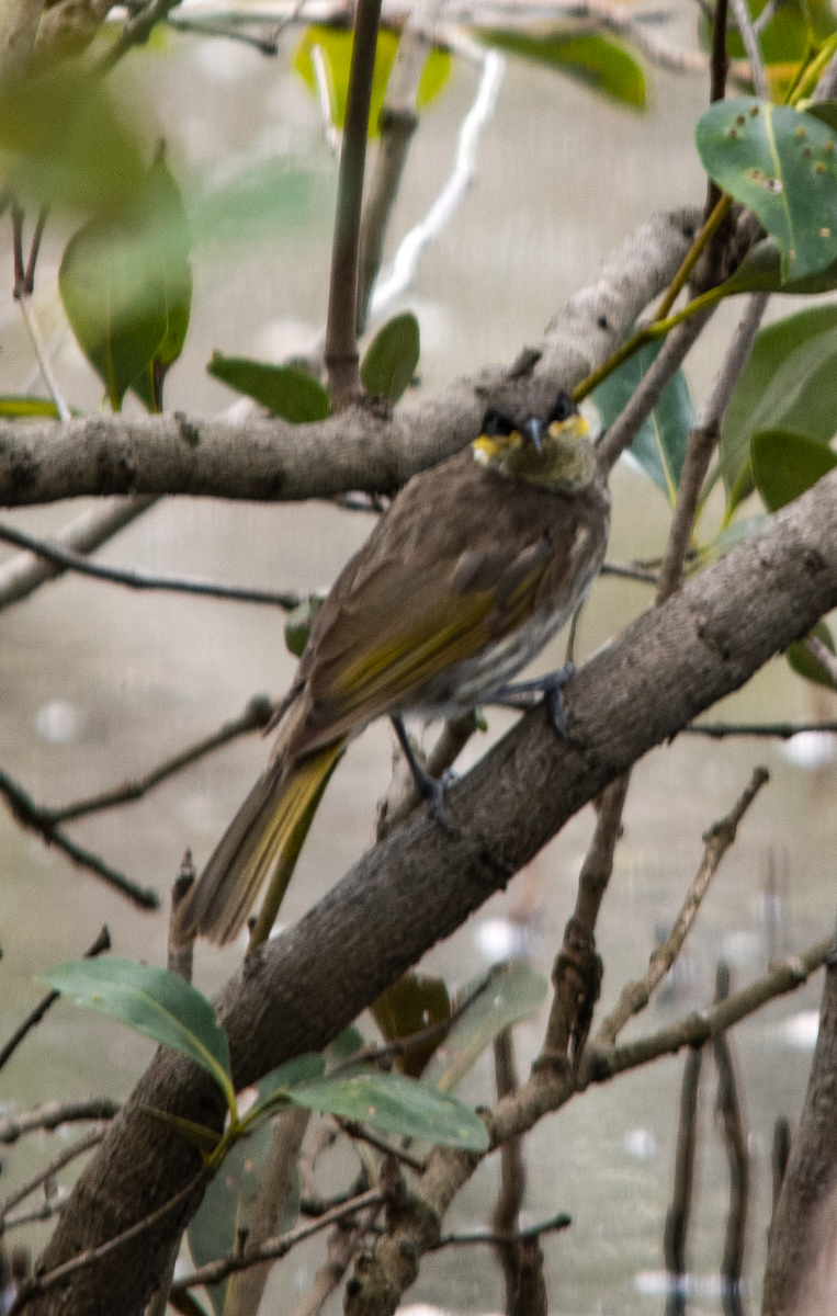Mangrove Honeyeater - ML646631230