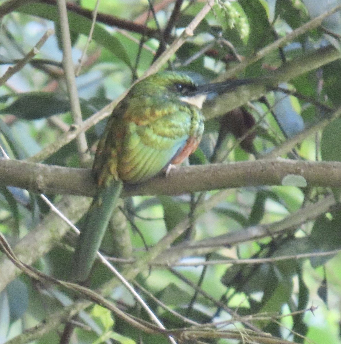 Rufous-tailed Jacamar - ML646631231