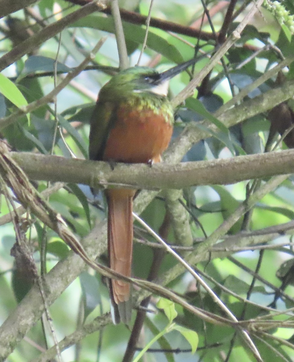 Rufous-tailed Jacamar - ML646631232