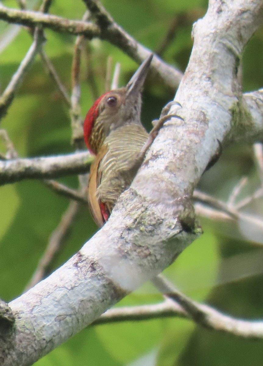 Red-rumped Woodpecker - ML646631233