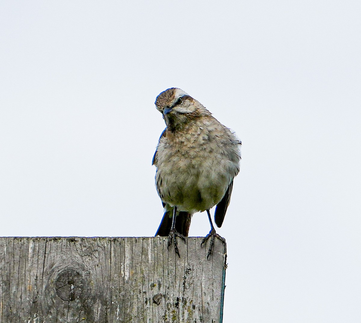 Chilean Mockingbird - ML646631234