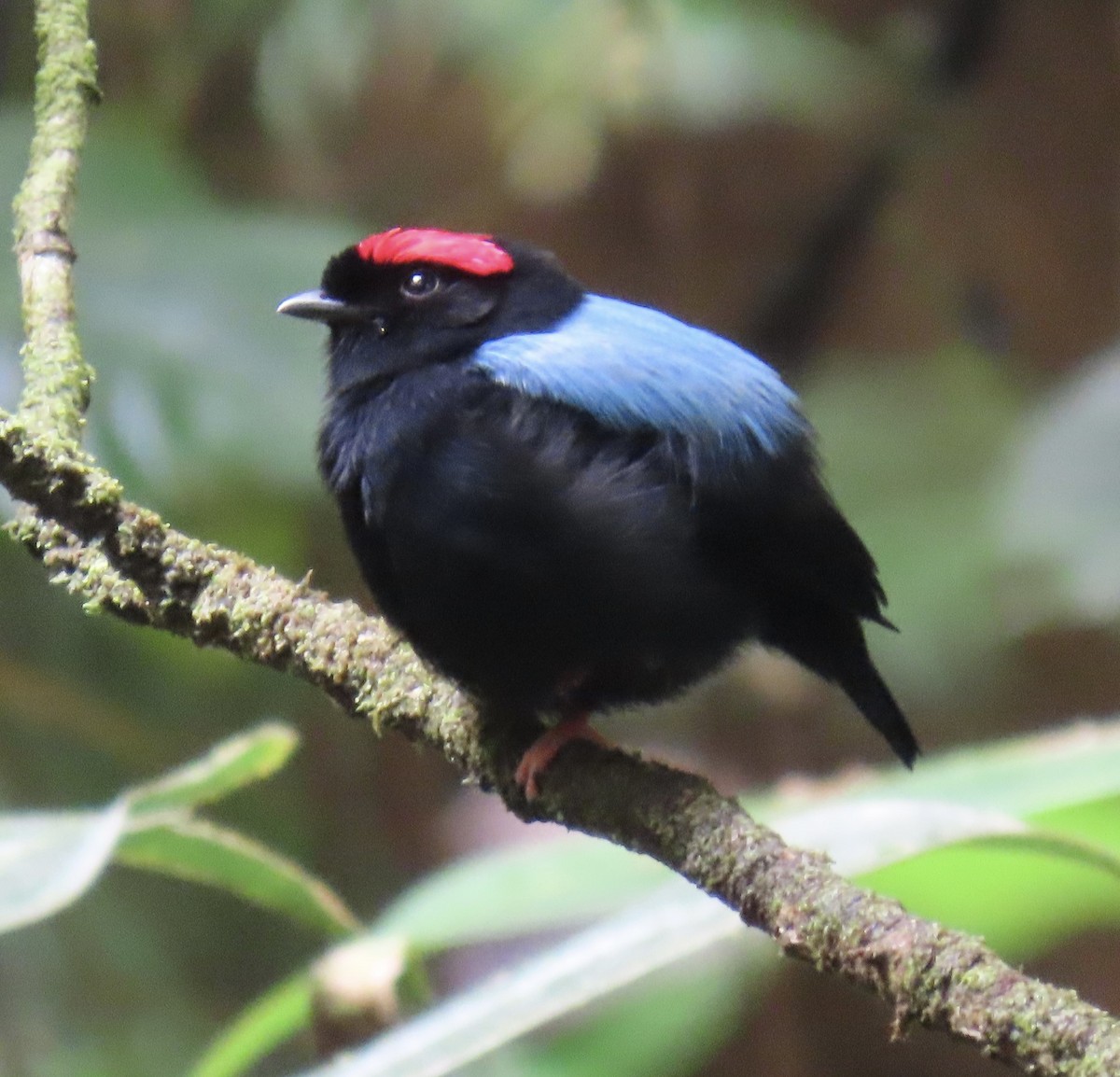 Blue-backed Manakin - ML646631235
