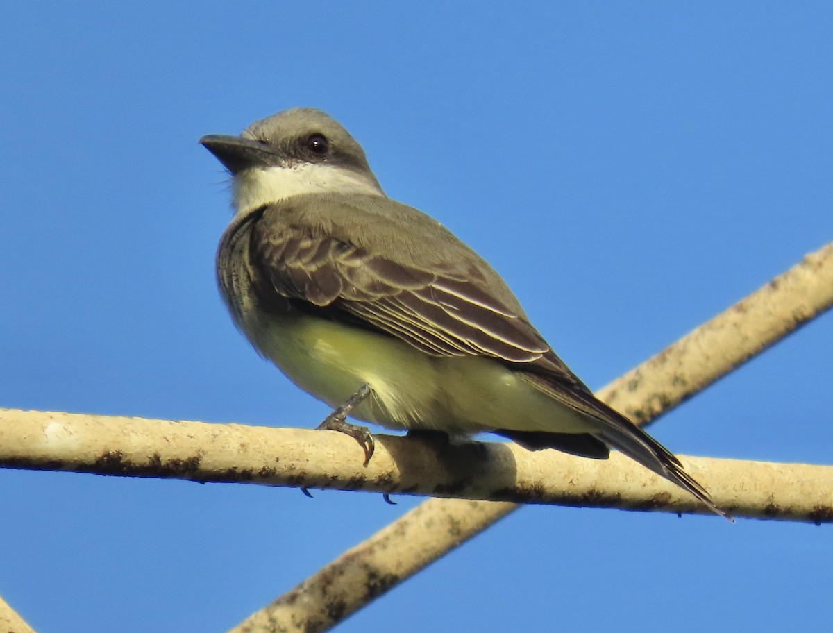 Tropical Kingbird - ML646631237