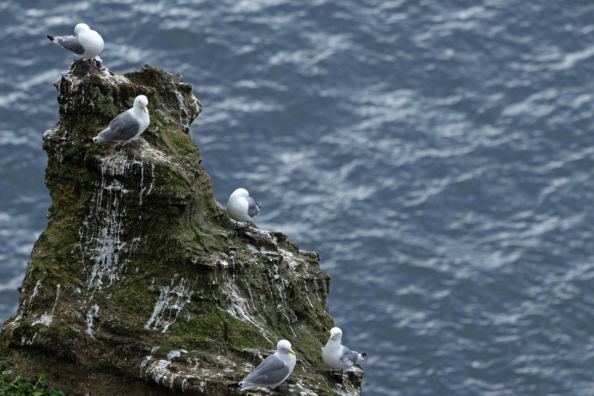 Black-legged Kittiwake - ML646631238