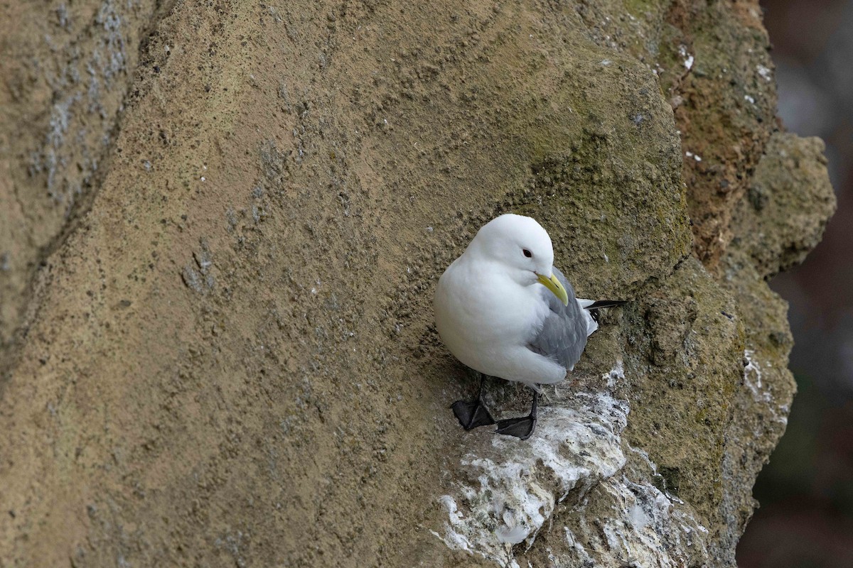 Black-legged Kittiwake - ML646631239