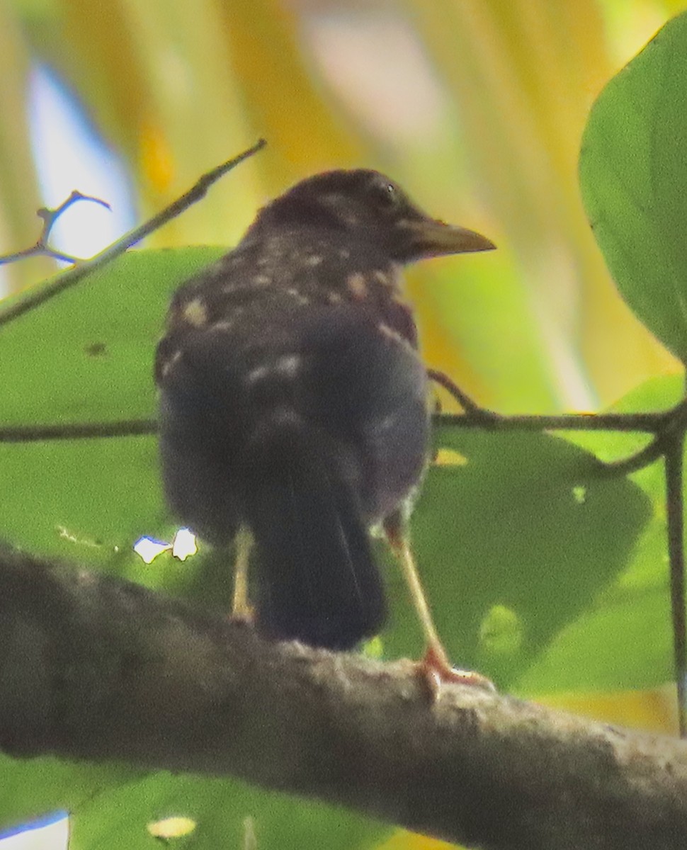 Yellow-legged Thrush - ML646631240