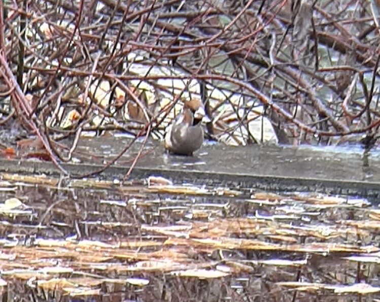 Hawfinch - ML646631241