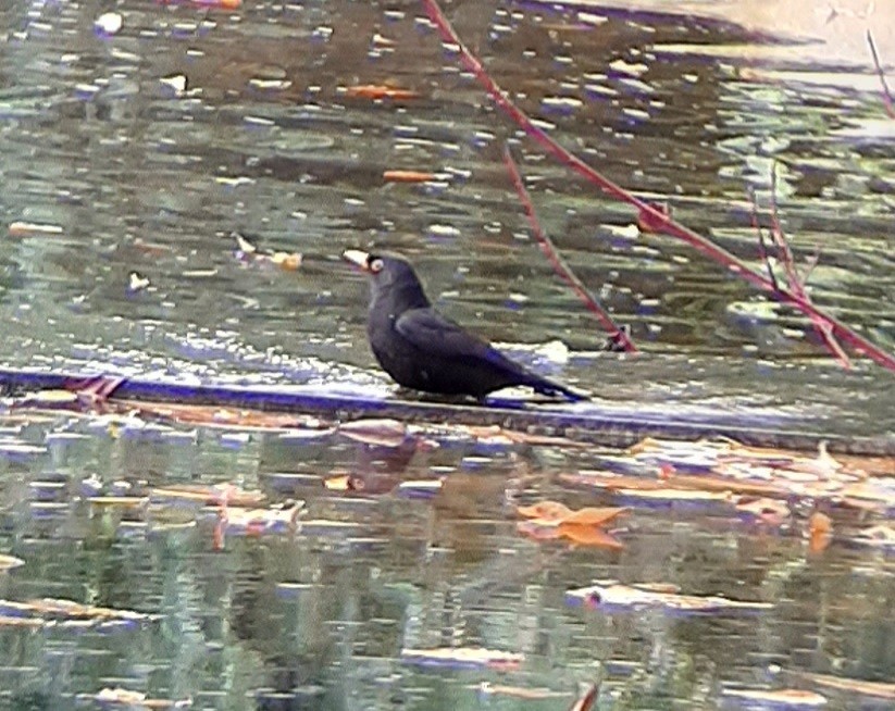 Eurasian Blackbird - ML646631244