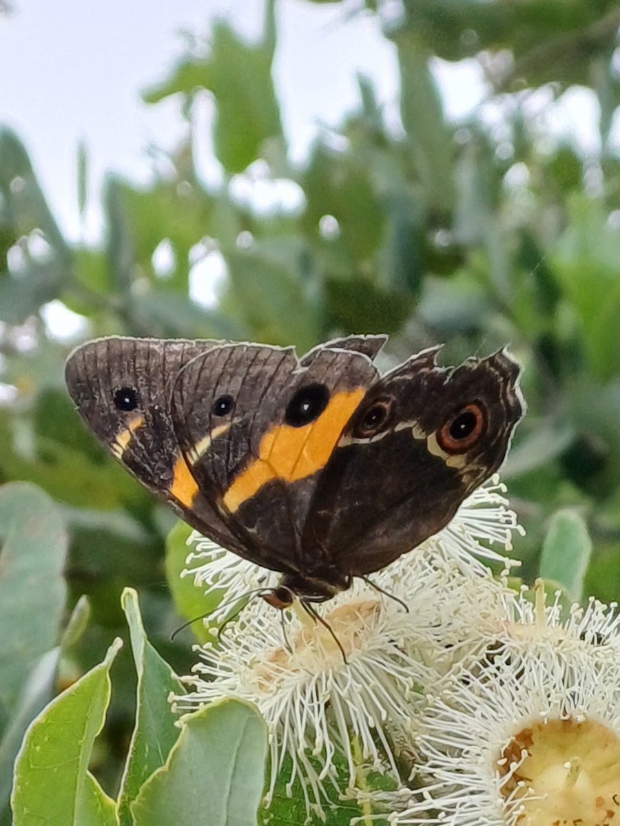 Swordgrass Brown - ML646631245