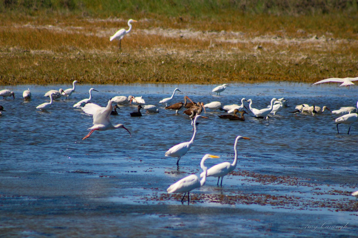 White-faced Ibis - ML646631246