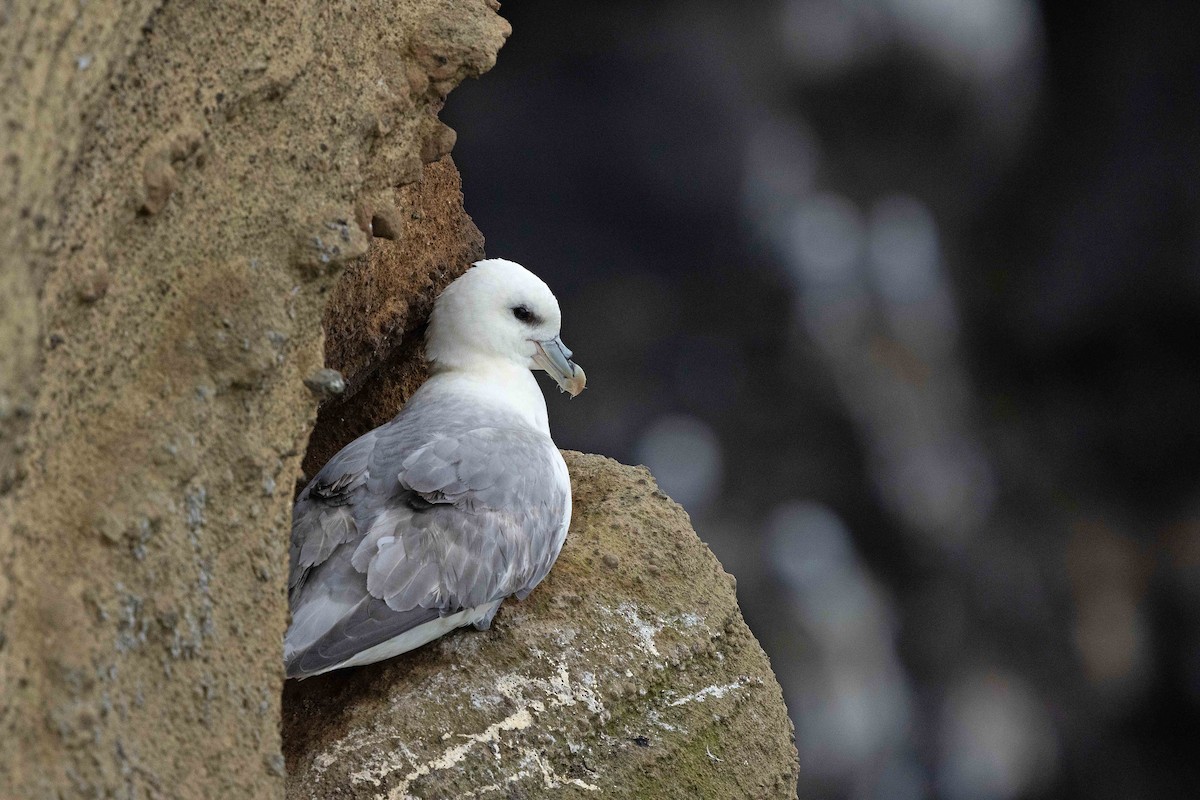 Northern Fulmar - ML646631247