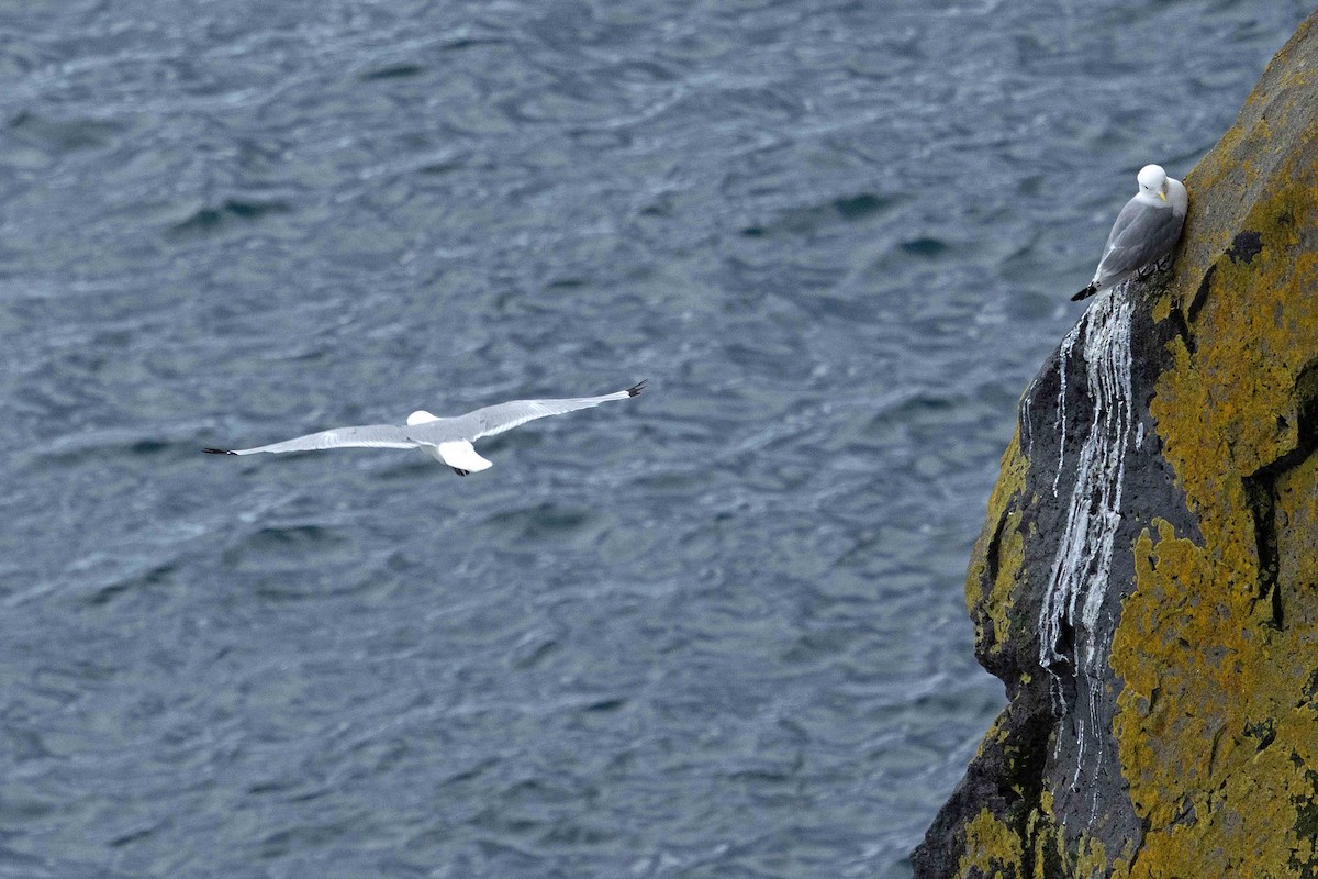 Black-legged Kittiwake - ML646631248