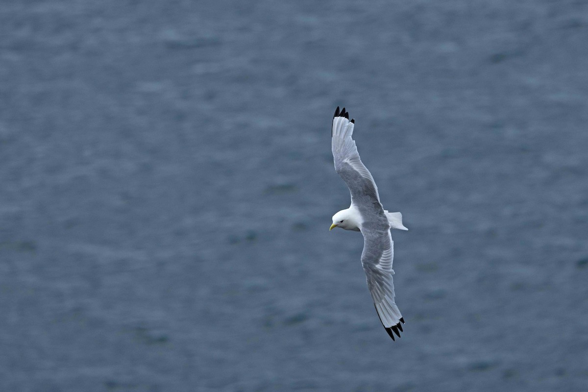 Black-legged Kittiwake - ML646631249