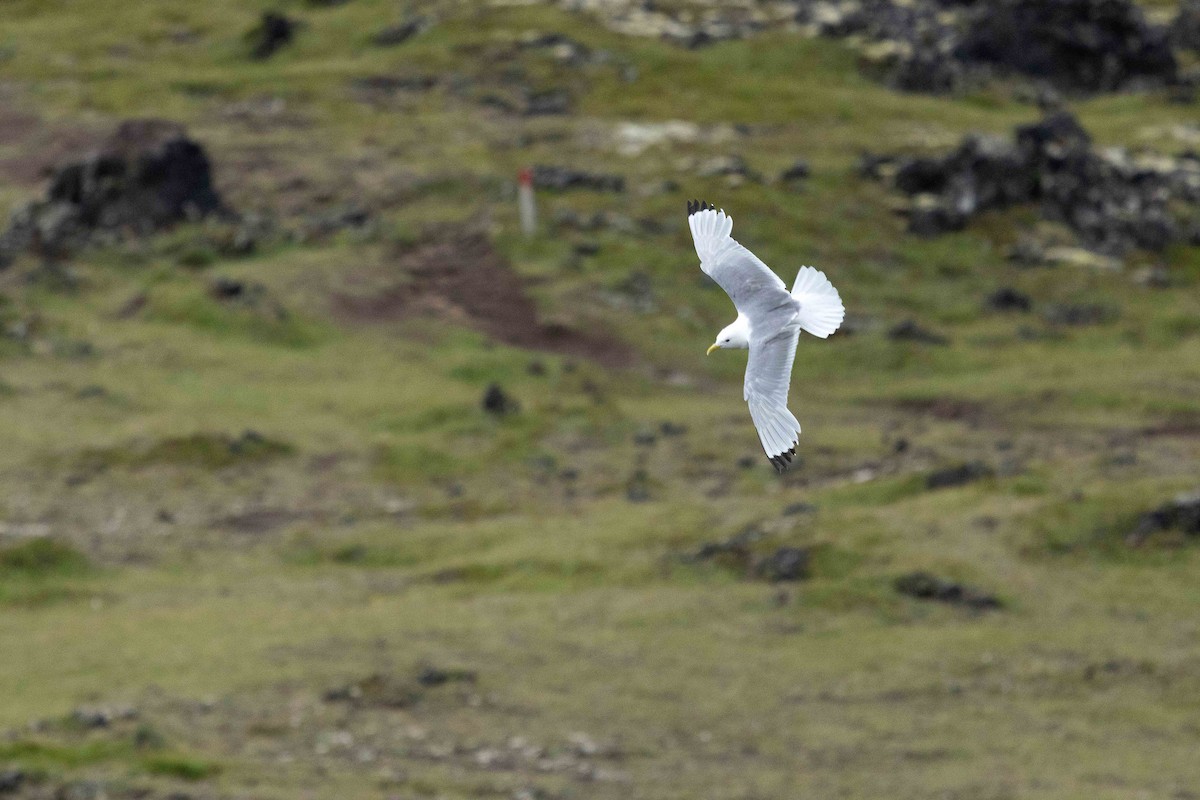 Black-legged Kittiwake - ML646631250
