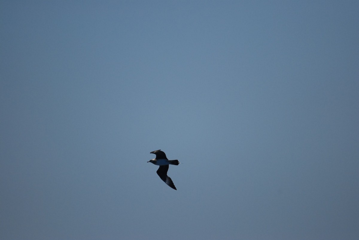 Parasitic Jaeger - ML646631253