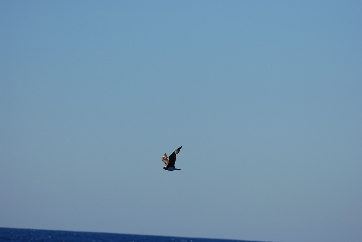 Parasitic Jaeger - ML646631254