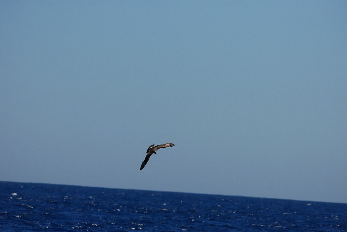 Parasitic Jaeger - ML646631255