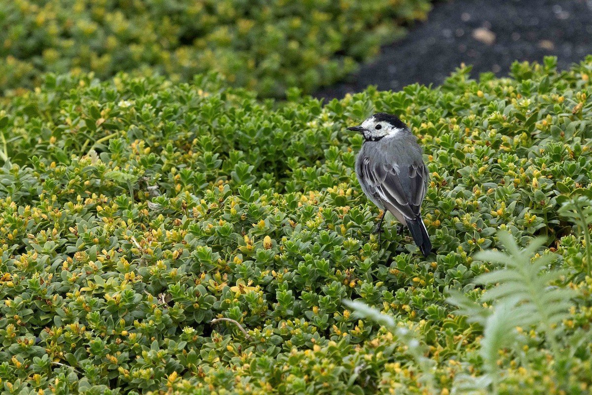 White Wagtail - ML646631256