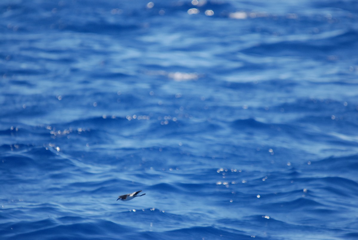 White-faced Storm-Petrel - ML646631257