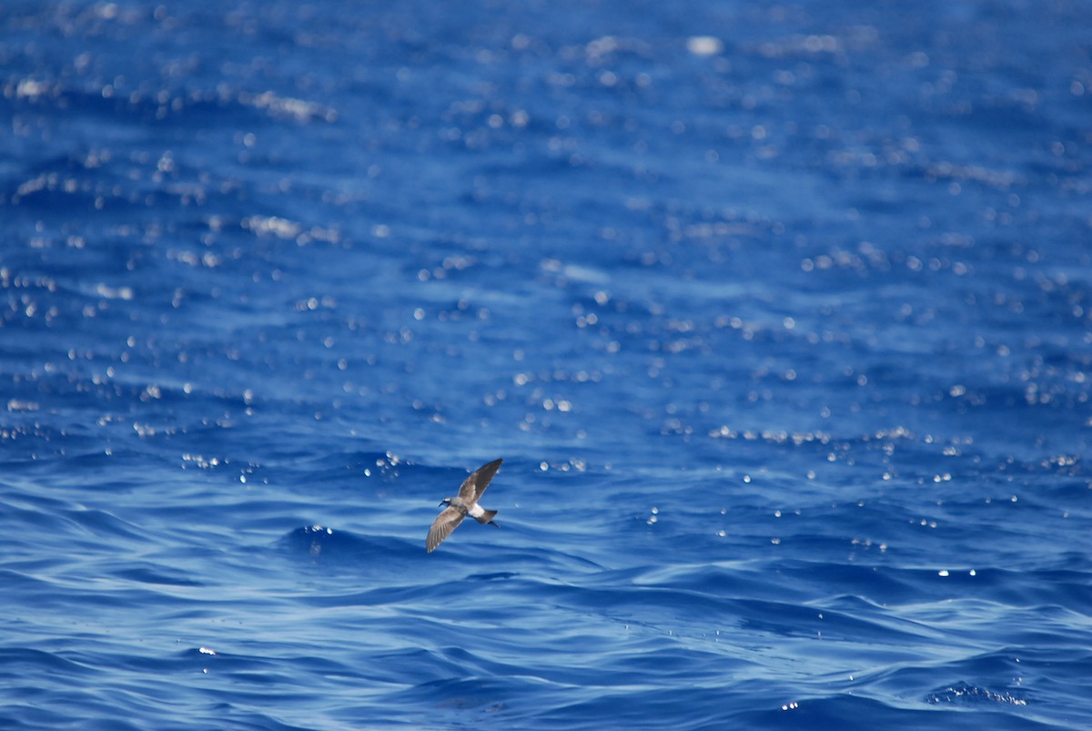 White-faced Storm-Petrel - ML646631258