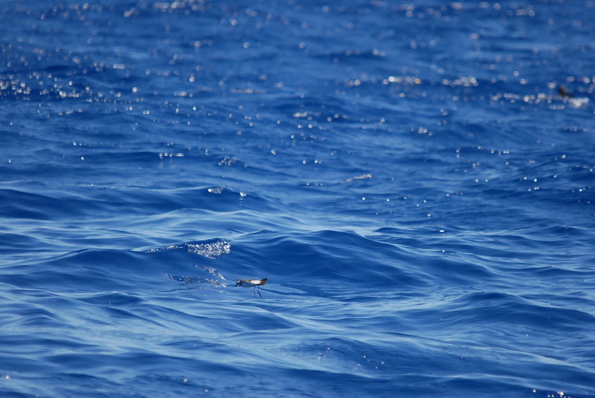White-faced Storm-Petrel - ML646631259