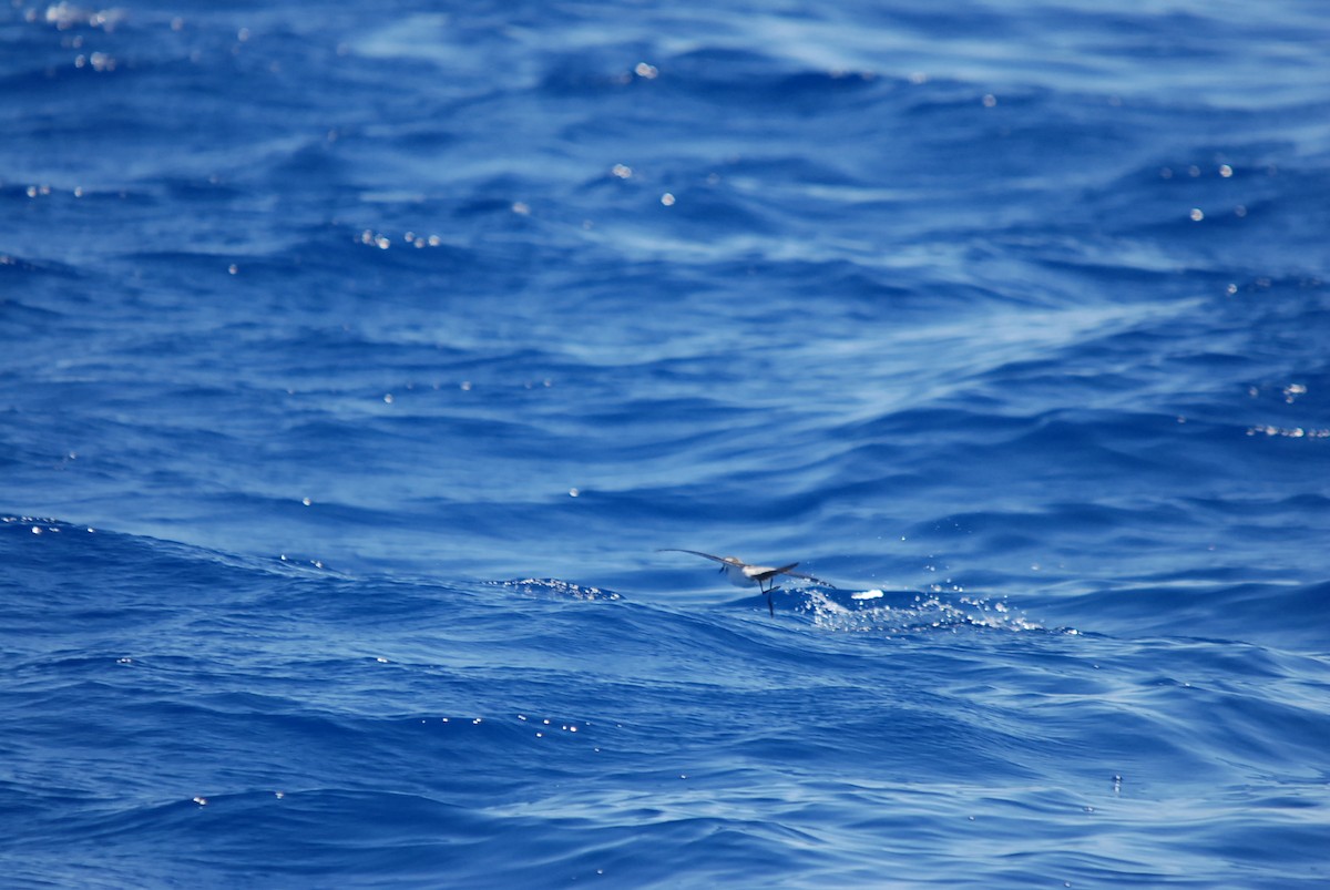 White-faced Storm-Petrel - ML646631260