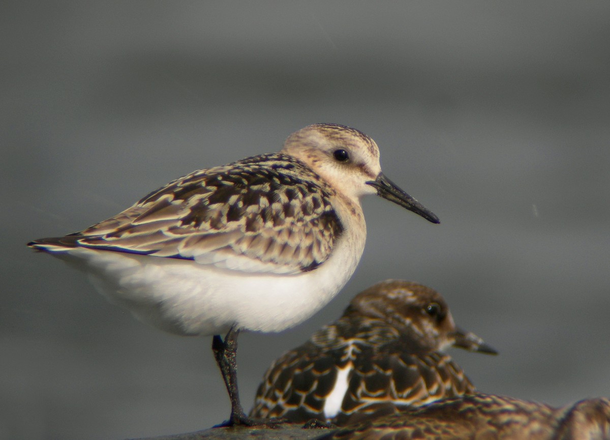 Sanderling - ML646631261