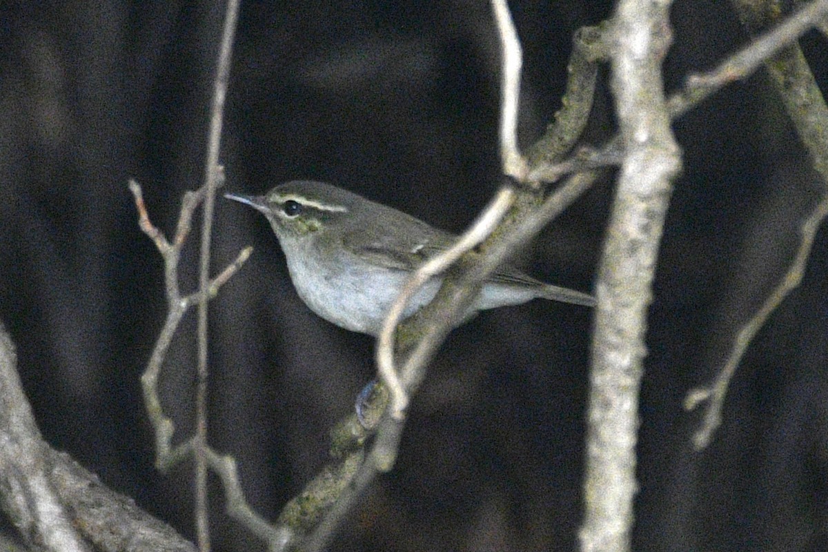 Large-billed Leaf Warbler - ML646631265