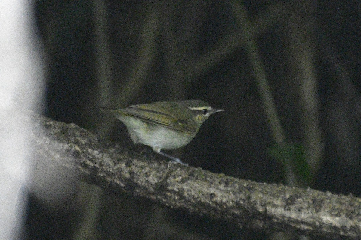 Large-billed Leaf Warbler - ML646631266