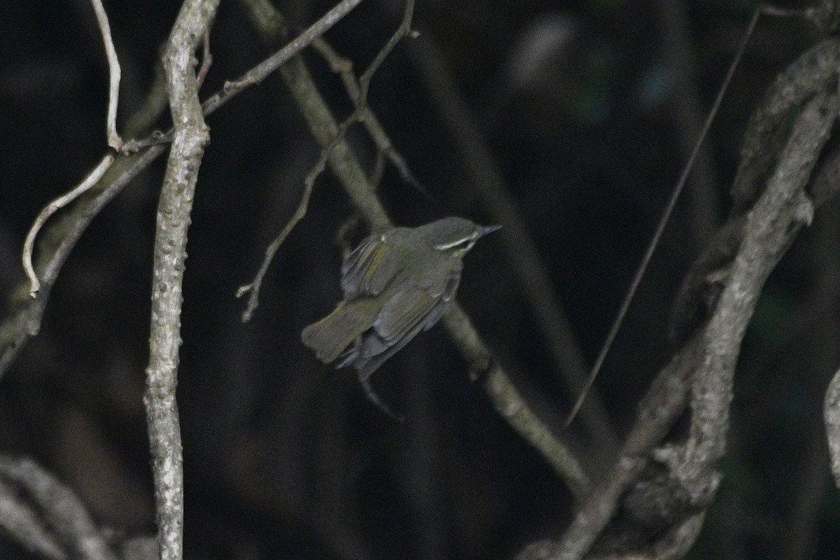 Large-billed Leaf Warbler - ML646631267