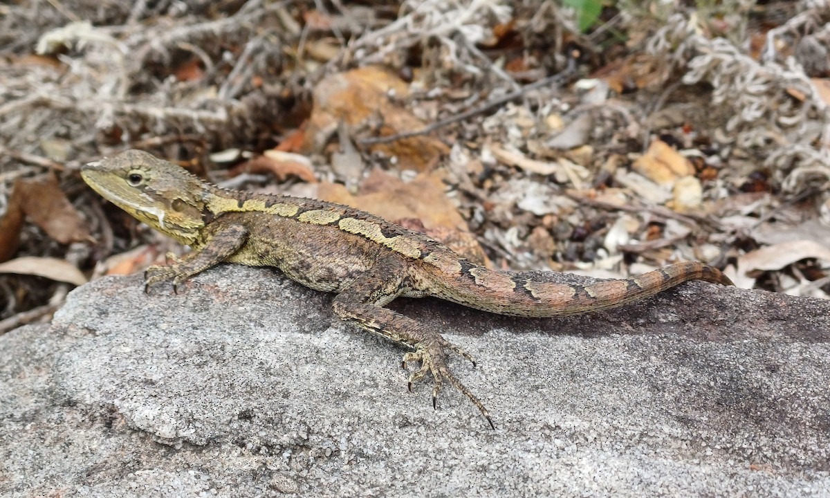 Mountain Dragon - ML646631274