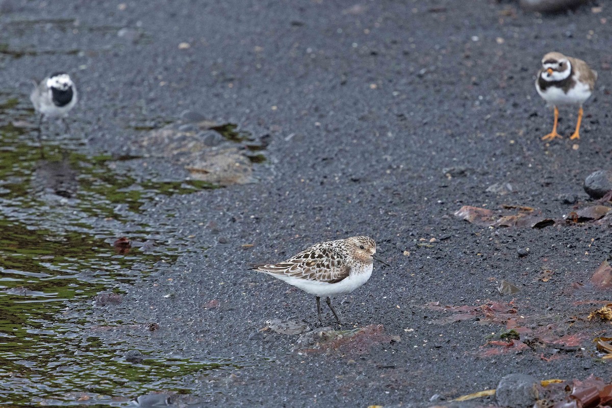 Sanderling - ML646631276