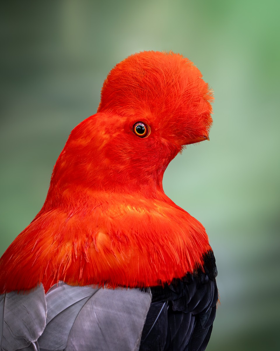 Andean Cock-of-the-rock - ML646631277