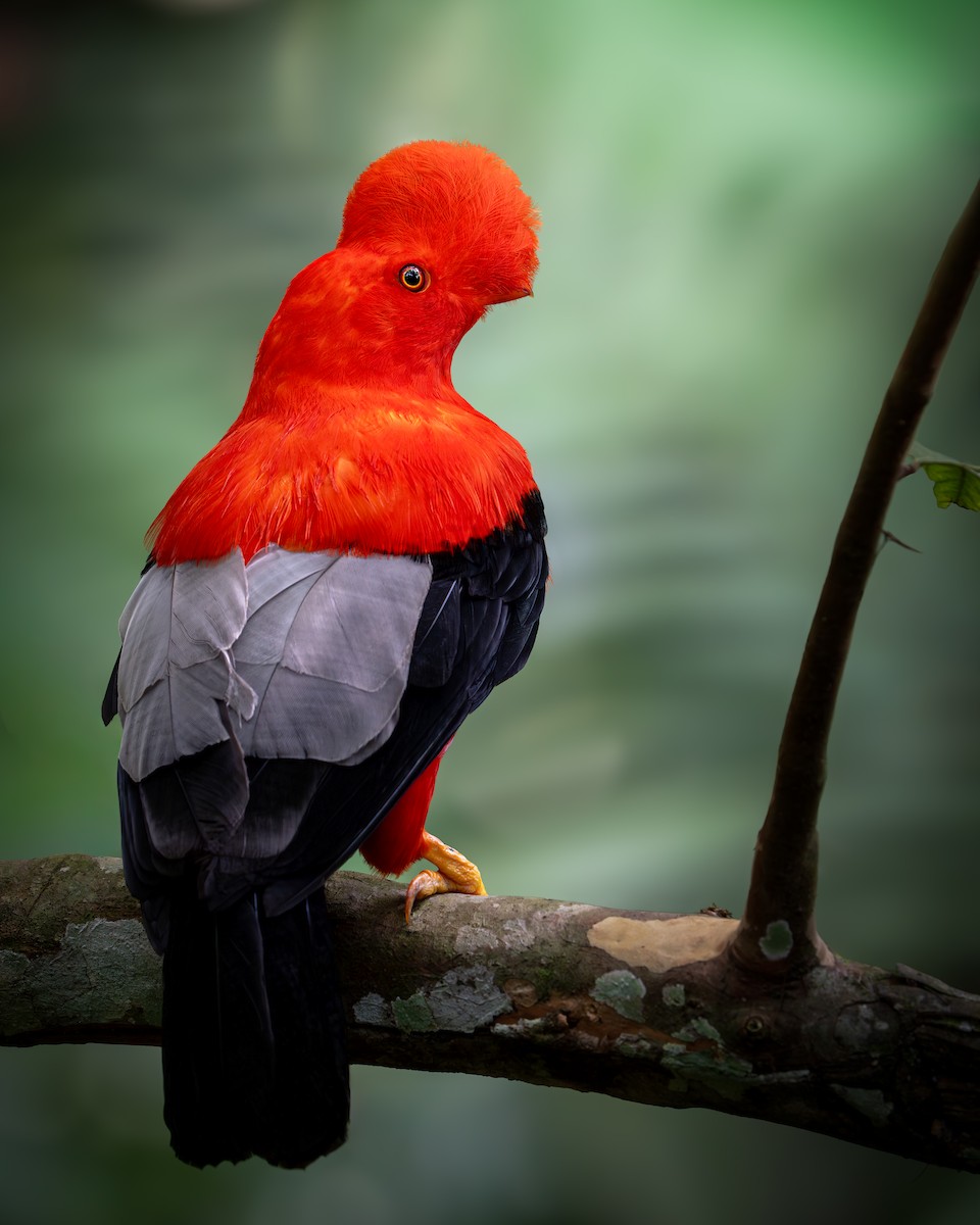 Andean Cock-of-the-rock - ML646631278