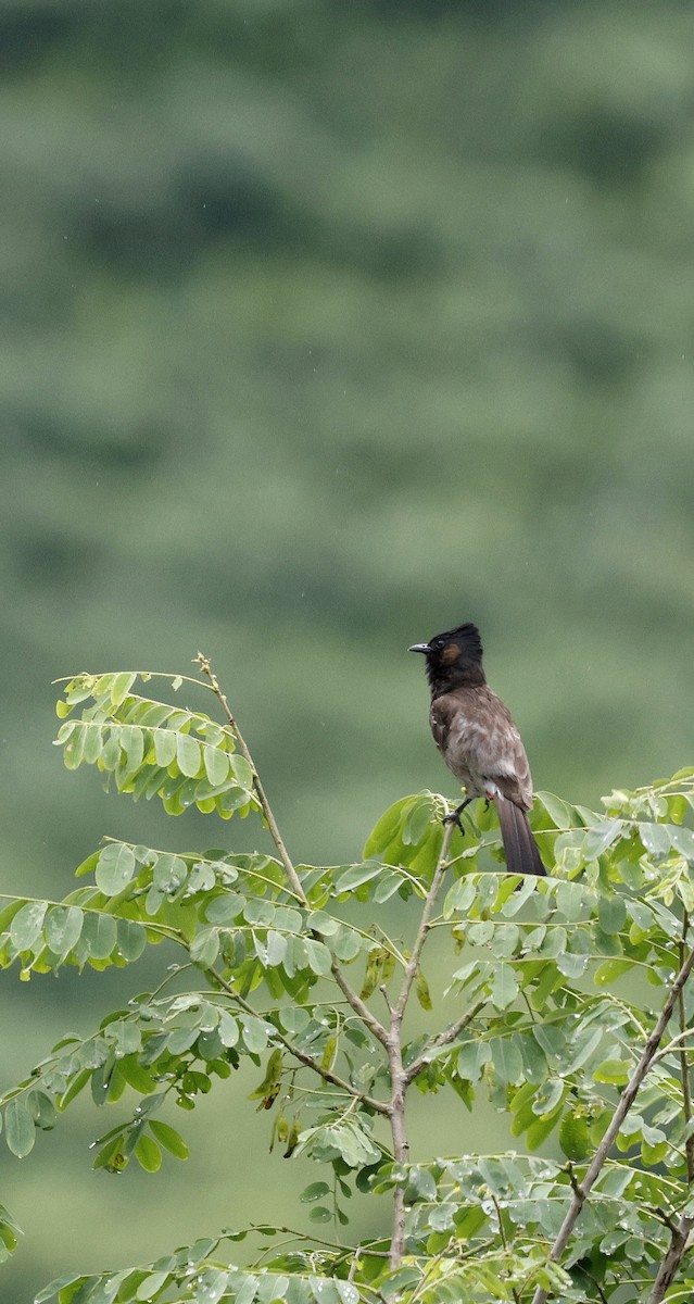 Red-vented Bulbul - ML646631285