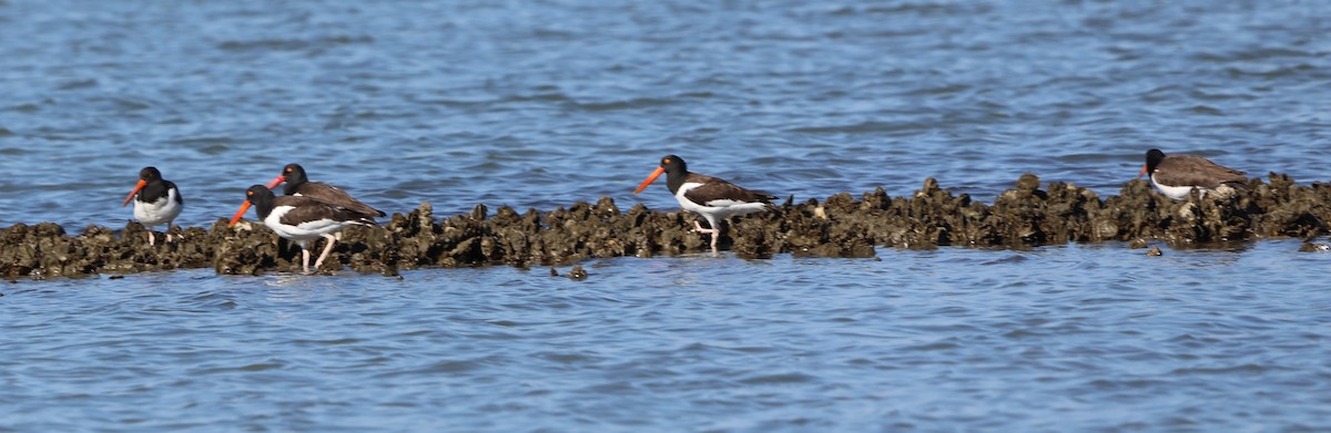 American Oystercatcher - ML646631289