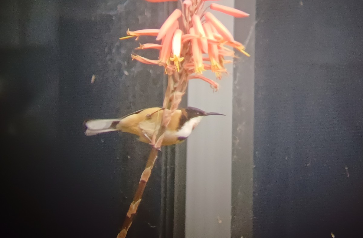 Eastern Spinebill - ML646631291