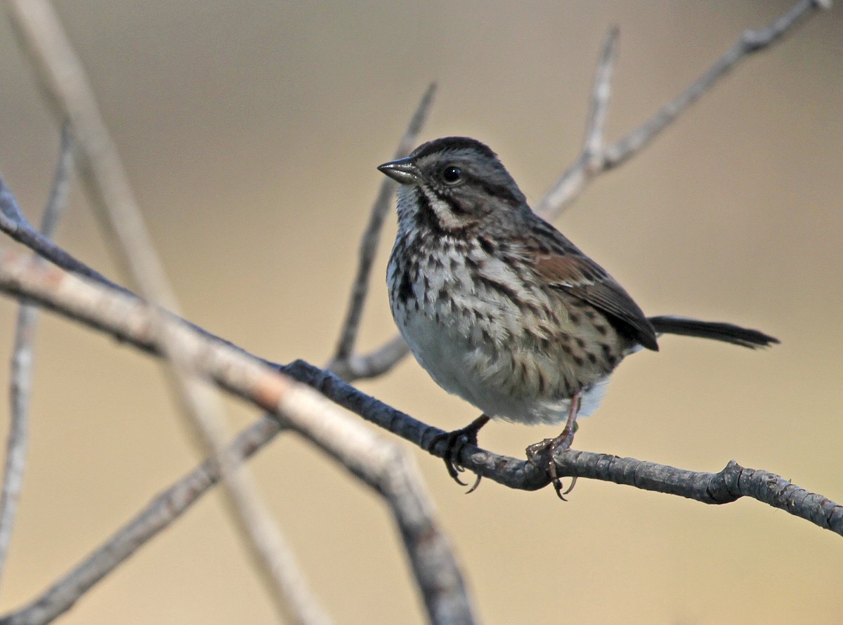 Song Sparrow - ML646631292