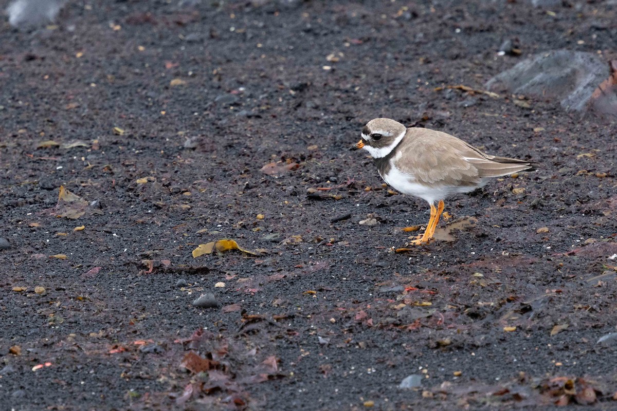 Common Ringed Plover - ML646631293