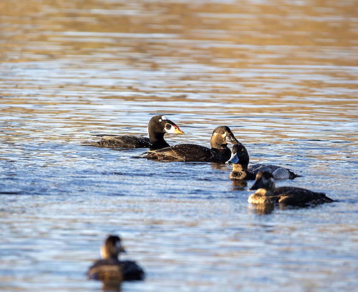 Surf Scoter - ML646631294